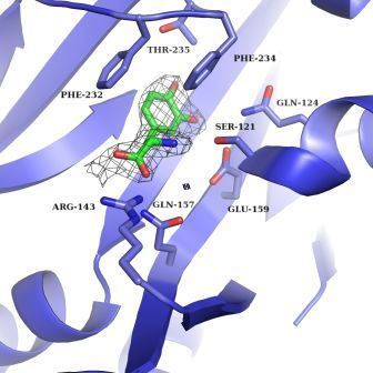 Levodopa in the active site of mitochondrial Phenylalanyl-tRNA synthetase. The lattice is the observed electron density corresponding to the L-Dopa